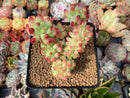 Sedum 'Pachyphyllum' Crested 3" Succulent Plant