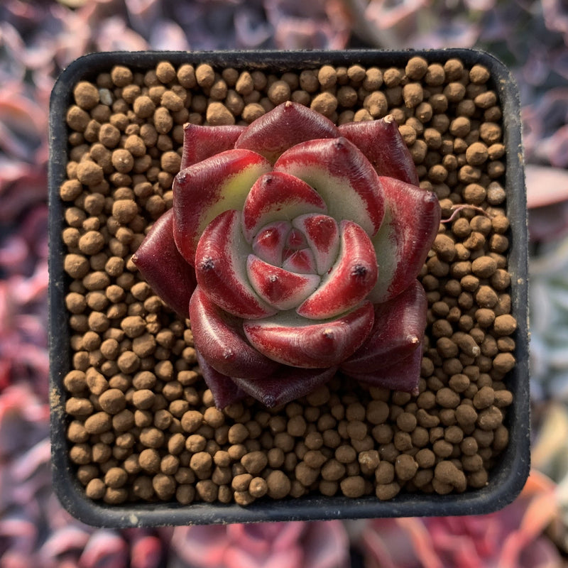 Echeveria Agavoides 'Blue Saffron' 1' New Hybrid Succulent Plant