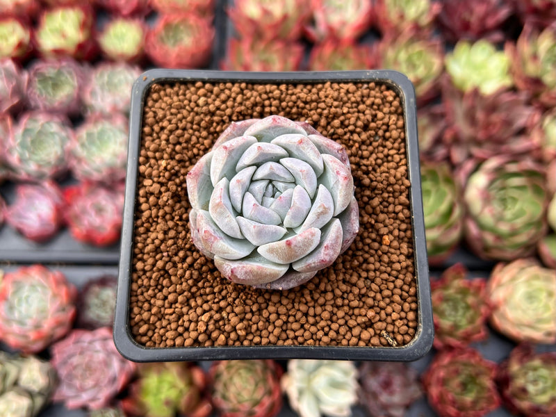 Echeveria 'Rosalia' 1" Powdery Succulent Plant