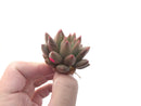 Echeveria Agavoides 'Shooting Star' 1" Succulent Plant