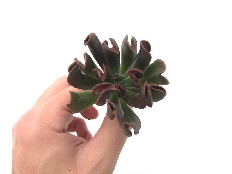 Echeveria 'Black Hawk' 3" Succulent Plant