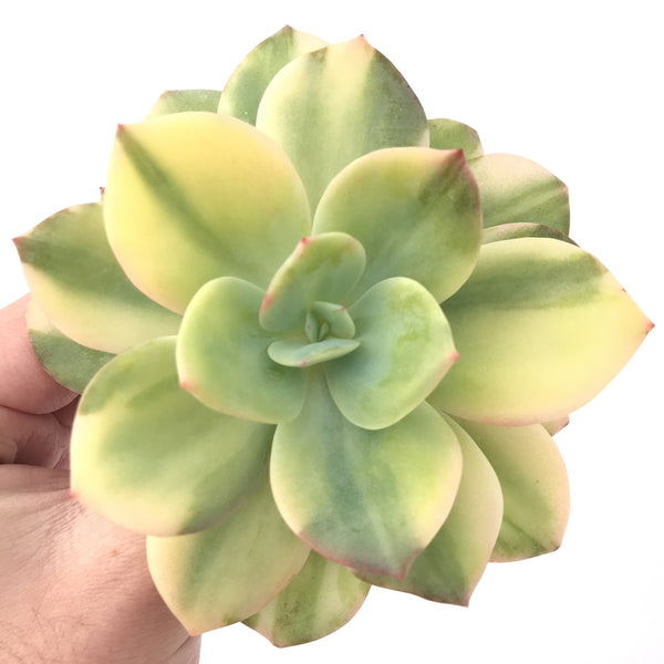 Echeveria 'Hakuhou' Variegated 5" Succulent Plant