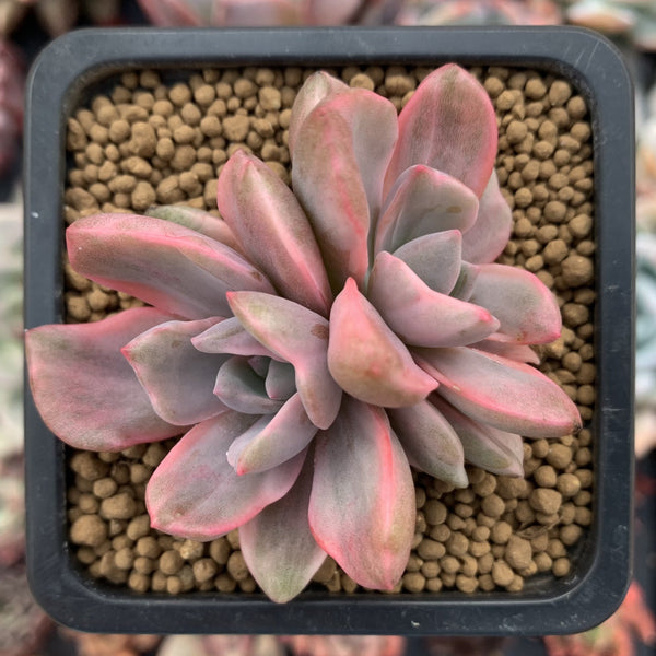 Graptoveria 'Mrs. Richards' Variegated 4" Succulent Plant