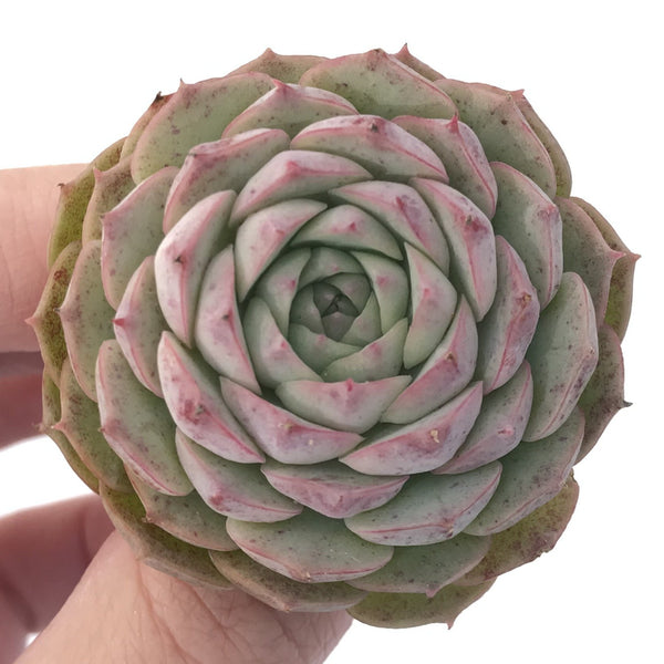 Echeveria 'Hongil' New Hybrid 1"-2" Succulent Plant