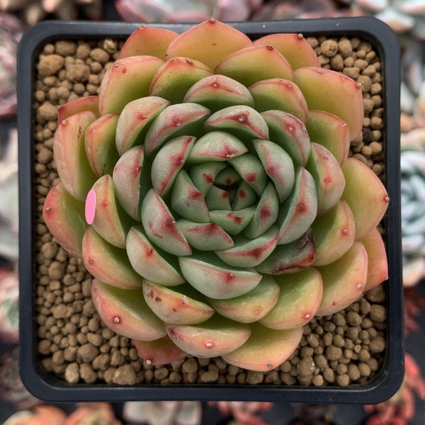 Echeveria Agavoides 'Enita' 3" Succulent Plant