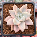 Graptopetalum 'Paraguayensis Awayuki' 2" Succulent Plant