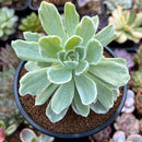 Echeveria 'Lemon Lime' Variegated 3" Succulent Plant