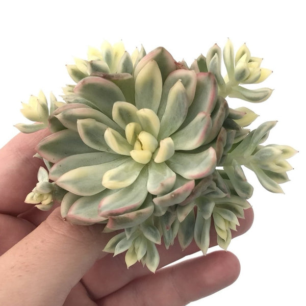 Echeveria 'Mebina' Variegated Cluster 4” Rare Succulent Plant