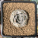 Echeveria 'Amanda' 1" Succulent Plant