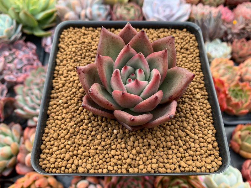 Echeveria Agavoides 'Chanel Pink' 2" Succulent Plant