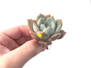 Echeveria 'Lehman' New Hybrid 1"-2" Succulent Plant