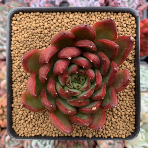 Echeveria Agavoides 'Rubra' 3" Succulent Plant