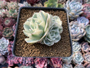 Echeveria 'Compton Carousel' Variegated Cluster 3" Succulent Plant