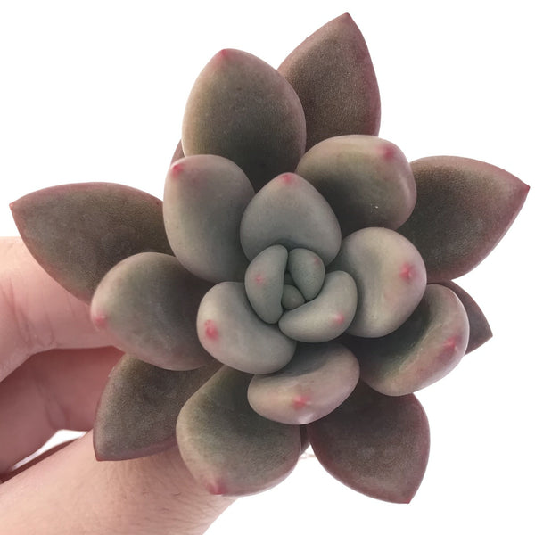 Graptoveria 'Ruby Donna' 2" Succulent Plant