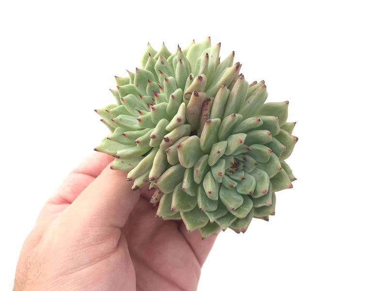 Echeveria 'Zaragosa' Cluster 3" Succulent Plant