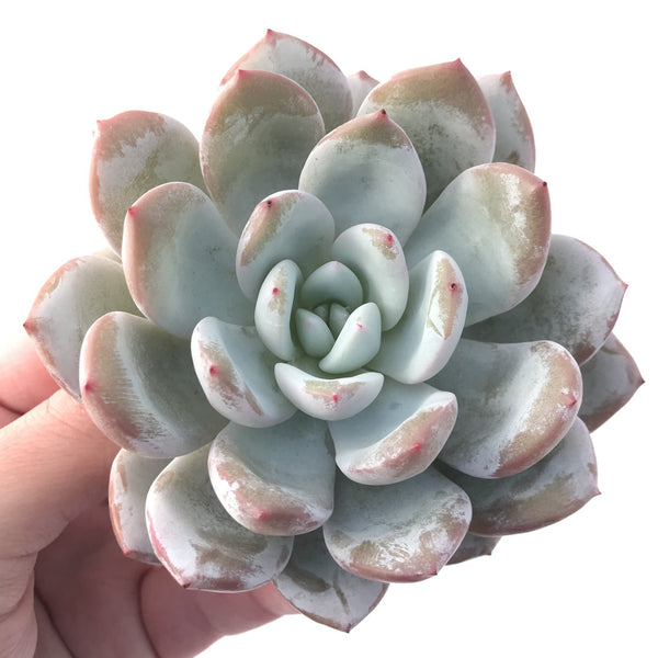 Echeveria 'Ivory' 4" Powdery Succulent Plant