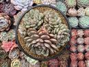 Echeveria 'Ben Badis' Cluster 4"-5" Succulent Plant