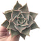 Echeveria 'Madiba' 3" Succulent Plant