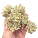 Echeveria ‘Mebina’ Variegated Cluster 5" Succulent Plant