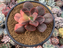 Echeveria 'Primadonna' Variegated 3"-4" Succulent Plant