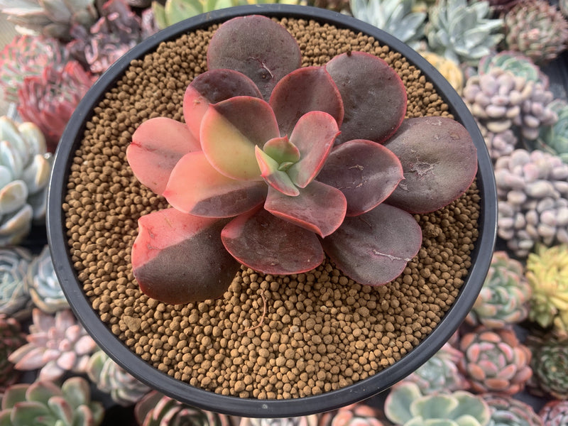 Echeveria 'Primadonna' Variegated 3"-4" Succulent Plant