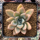 Graptoveria 'Opalina' Variegated 3" Succulent Plant