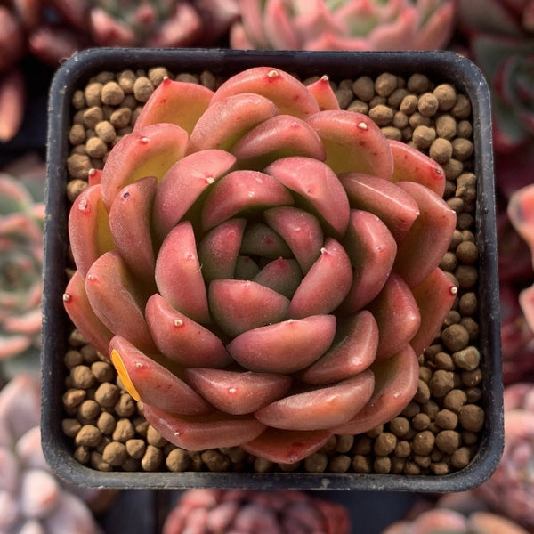 Echeveria Agavoides 'Cagliari' 1" Succulent Plant