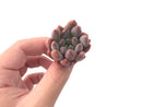 Echeveria 'Angel Finger' 1" Succulent Plant