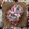 Echeveria 'Gold Peach' 1"-2" Succulent Plant