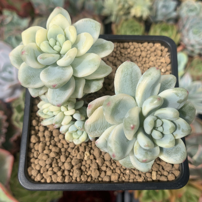 Sedum 'Clavatum' Variegated 2"-3" Cluster Succulent Plant