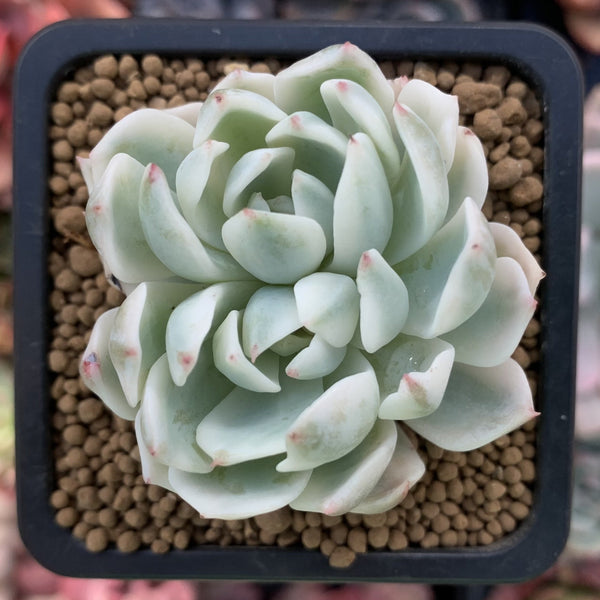 Echeveria 'Angel-In-Us' Variegated 1"-2" Succulent Plant