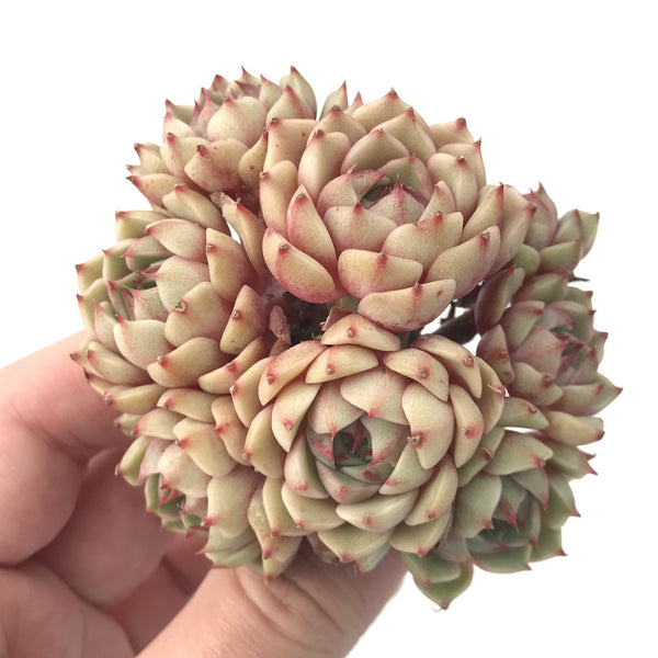 Echeveria ‘Ben Badis’ Cluster 3" Succulent Plant