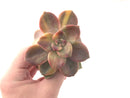 Graptopetalum Purple Delight Variegated 3"-4" Rare Succulent Plant