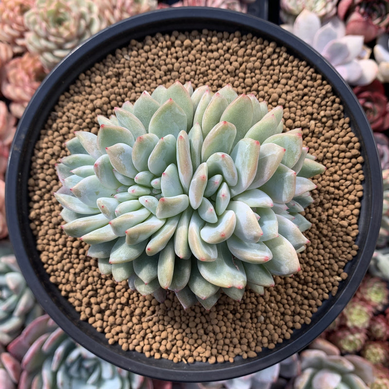 Echeveria 'Orange Monroe' Crested 4" Succulent Plant