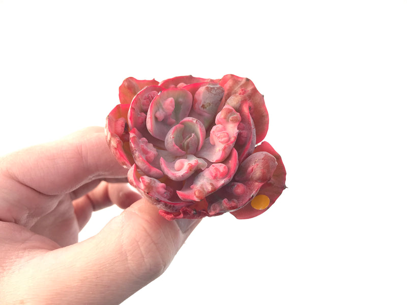 Echeveria 'Beyonce' Hearts Delight Variegated 3" Rare Succulent Plant