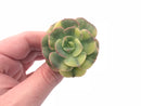 Echeveria Nicksana Variegated 1”-2” Rare Succulent Plant