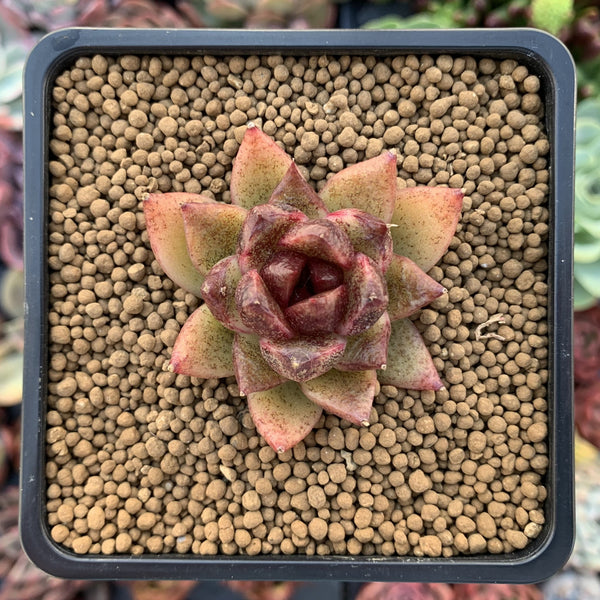 Echeveria Agavoides 'Black Queen' 1"-2" Succulent Plant