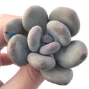 Pachyveria 'Beauty' 2" Powdery Succulent Plant