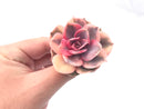 Echeveria ‘Rainbow’ 2” Rare Succulent Plant