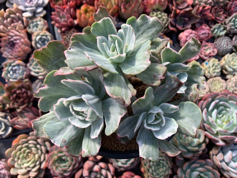 Echeveria 'Berkeley Light' Variegated 8+ Very Large Cluster Succulent Plant