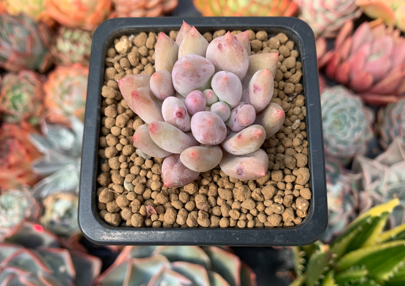 Pachyveria 'Angels Finger' 1" Succulent Plant