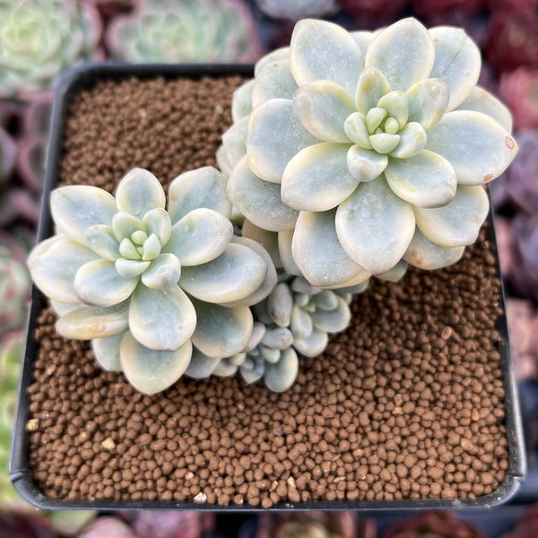 Sedum 'Clavatum' Variegated 2"-3" Cluster Succulent Plant