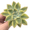 Echeveria 'Harry Watson’ Variegated 3" Succulent Plant