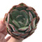 Echeveria 'Paul Shay' 3"-4" Rare Succulent Plant