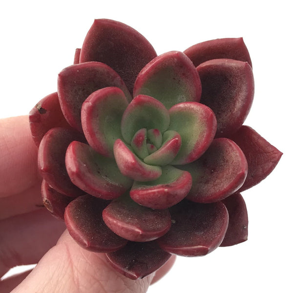 Echeveria Agavoides 'Chapote' New Hybrid 2" Succulent Plant