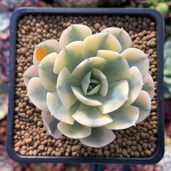 Echeveria Runyonii Variegated (Aka Echeveria 'Akaihosi' Variegated) 2" Succulent Plant