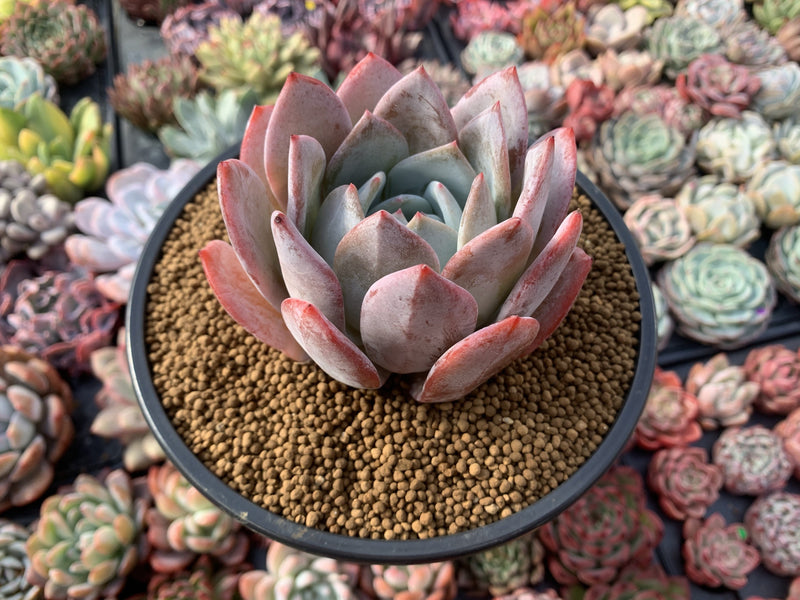 Echeveria 'Ivory' 4" Powdery Succulent Plant