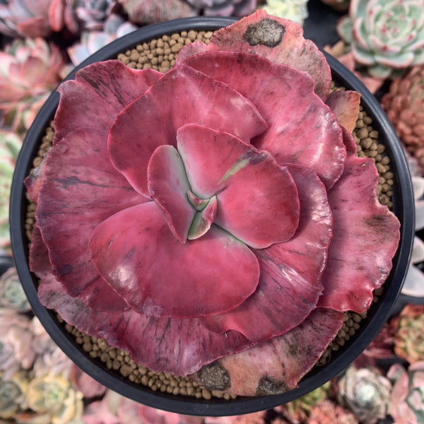 Echeveria 'Frill' sp. Variegated 5" Specimen Succulent Plant