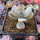 Cotyledon 'Orbiculata' 2" Variegated Succulent Plant