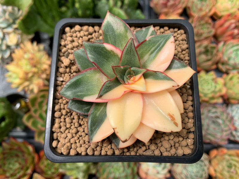 Echeveria Monocerotis variegated/麒麟座锦Pictured 3inch pot outlet